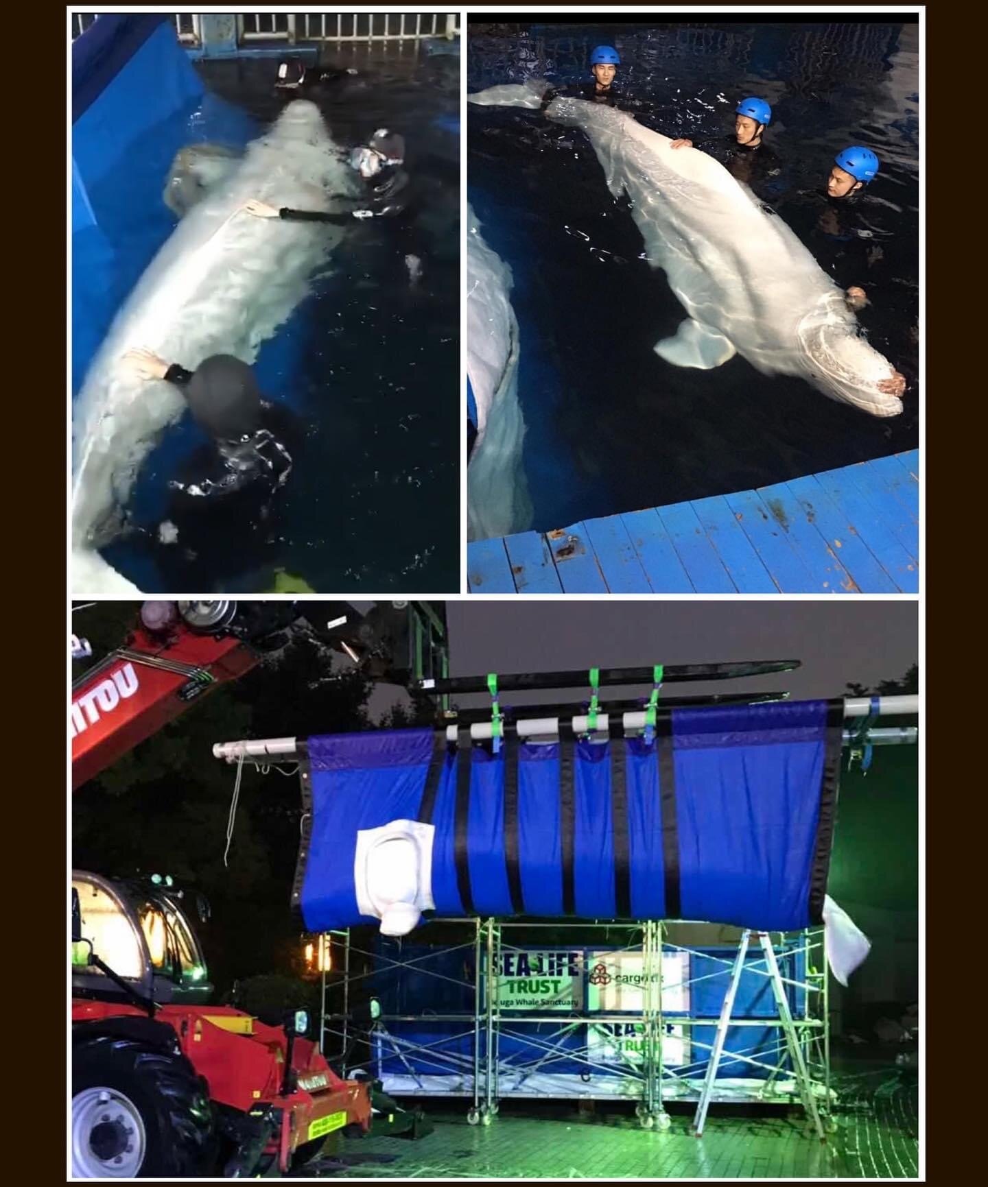 Emily Madge: The first process in transporting the beluga whales was to desensitise them to the transport sling structure.