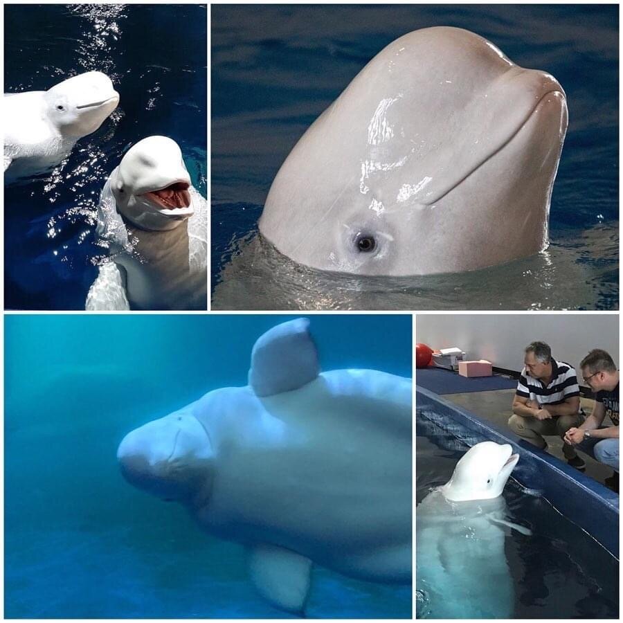 Emily Madge: More gratuitous photos of the beluga whales.