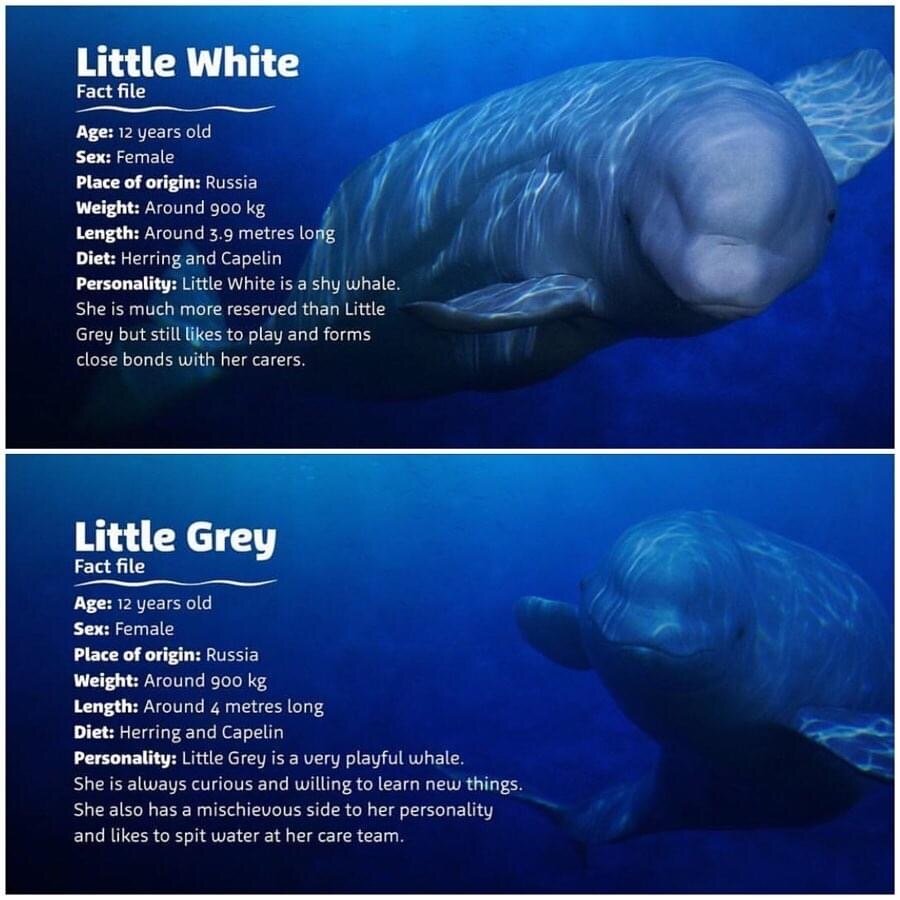 Emily Madge: More gratuitous photos of the beluga whales.
