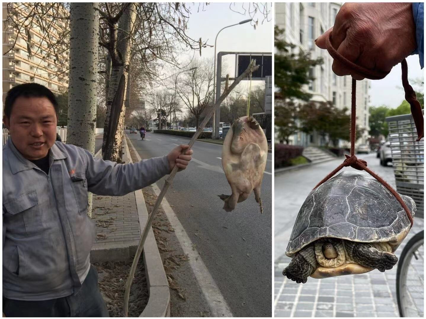 The thing that surprises Seth Harvey about life in China: Seeing a man walking down the street with a turtle on a stick.