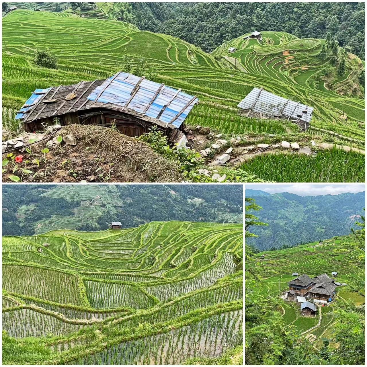 Chen Haoru: The stone pathways that connect rice paddies are just one example of how architecture has always been an integral part of agriculture.