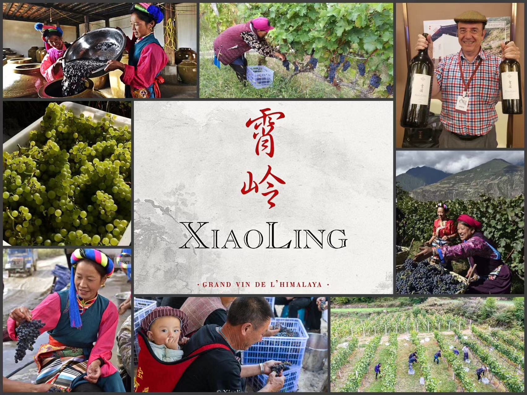 Bertrand Cristau: His wine brand ‘霄嶺 [Xiāolǐng]’ operates by renting vineyards and manpower from local Tibetan farmers.