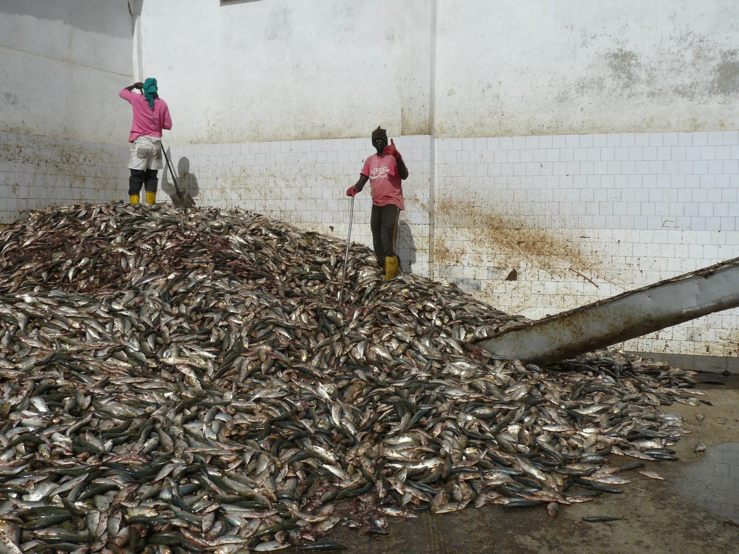 Fishmeal production in West Africa: Issues for coastal communities —  Coalition for Fair Fisheries Arrangements