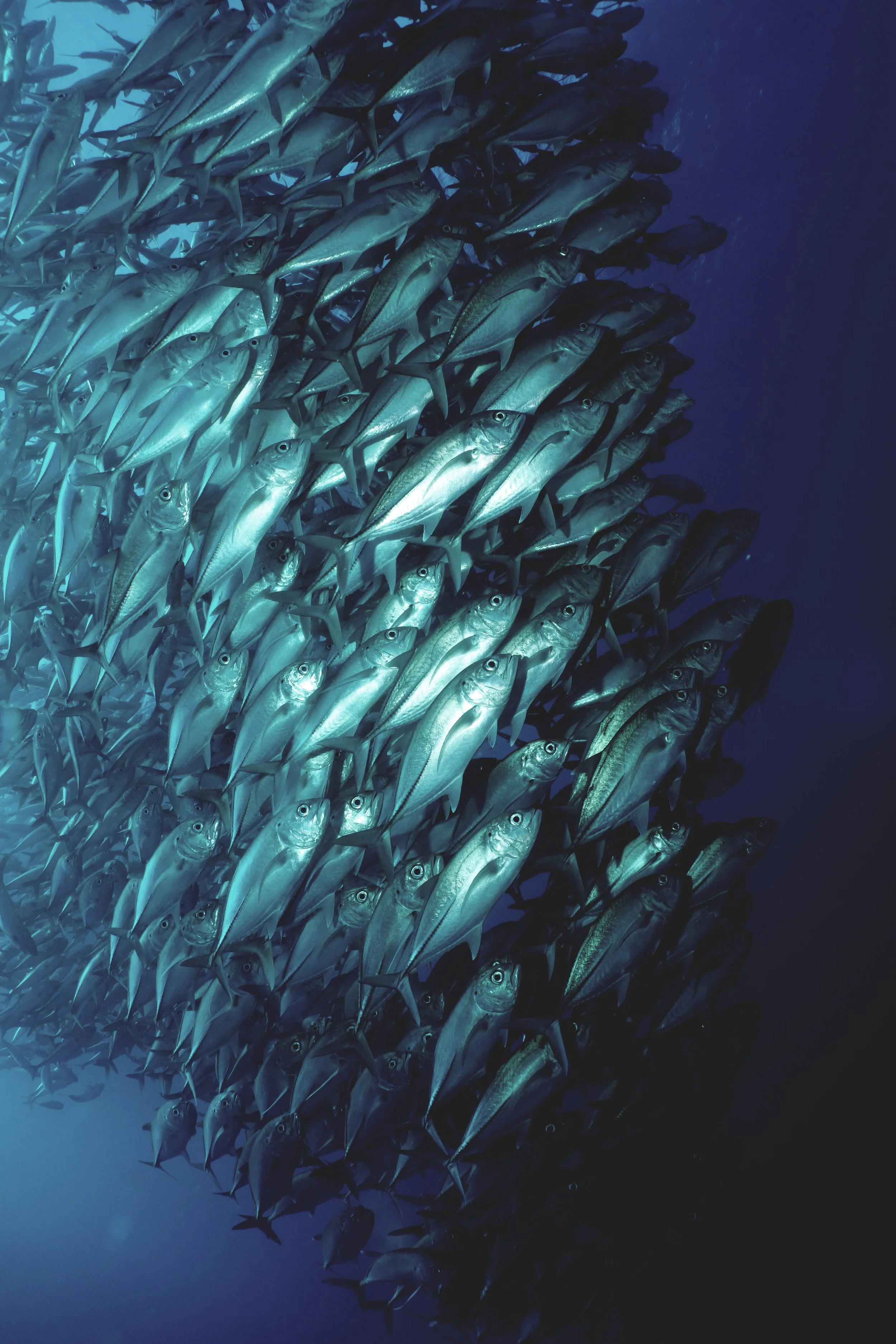 Reducing control during the Covid-19 outbreak would open the door to illegal fishing