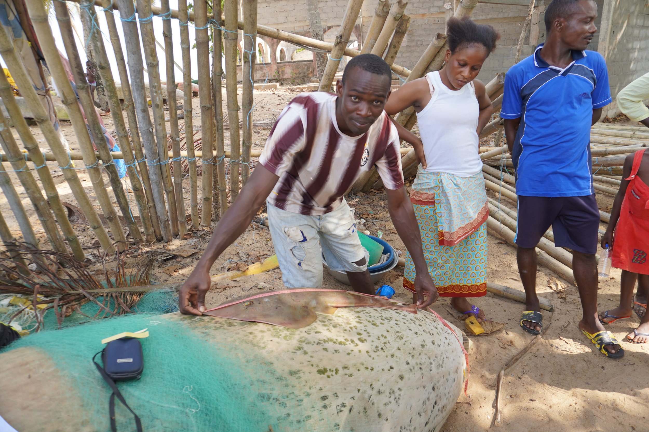  On the beach, using an overturned pirogue for a table, Alain Toh measures a guitar ray caught by a fisherman, a species added since November 2022 to Appendix 2 of the Convention on International Trade in Endangered Species of Wild Fauna and Flora (C