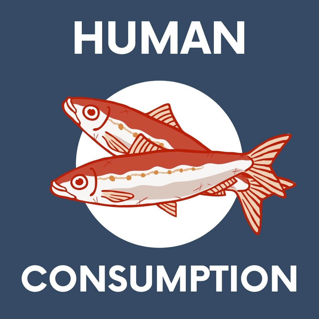 Should we feed edible fish to salmon? 🤔
Or should we prioritize human consumption? 🍽️

A recently published report by @feedbackorg @feedbackeurope @prcmarine @greenpeaceafrica digs deep into the Norwegian salmon industry @mowi_fr @skrettingnorge @c