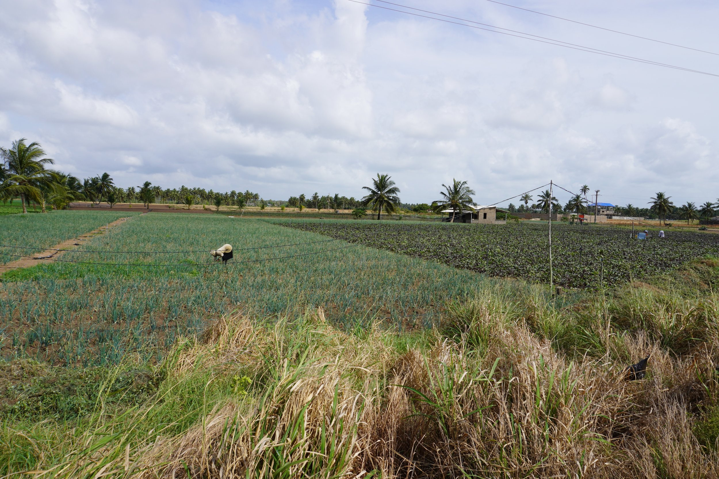  Along the road between Cotonou and Togo, fishing communities grow vegetables when  "the sea doesn't give enough" . The grow onions, carrots, beet, lettuce and peppers. 