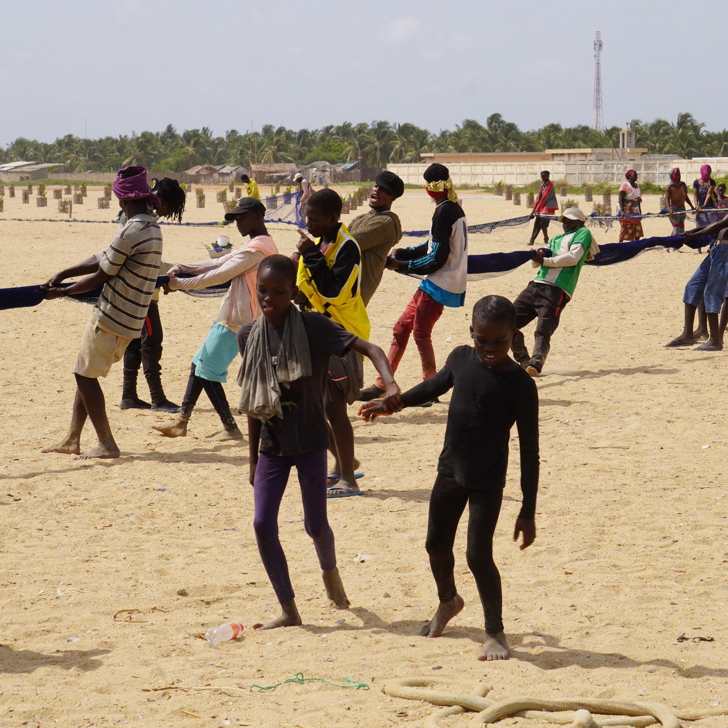 For the first time, several countries in the Gulf of Guinea implemented a closed season for beach seines 

We spent a full day following this fishing community gathering in #Benin 🇧🇯 

Here is a summary of the process with captions for each picture