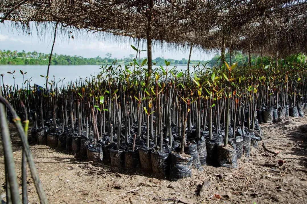  A mangrove nursery with saplings ready for planting during a reforestation initiative led by the NGO  Sauvons l’Environnement . Monitoring mangrove growth until maturity remains a major challenge, with local communities playing a key role in their p