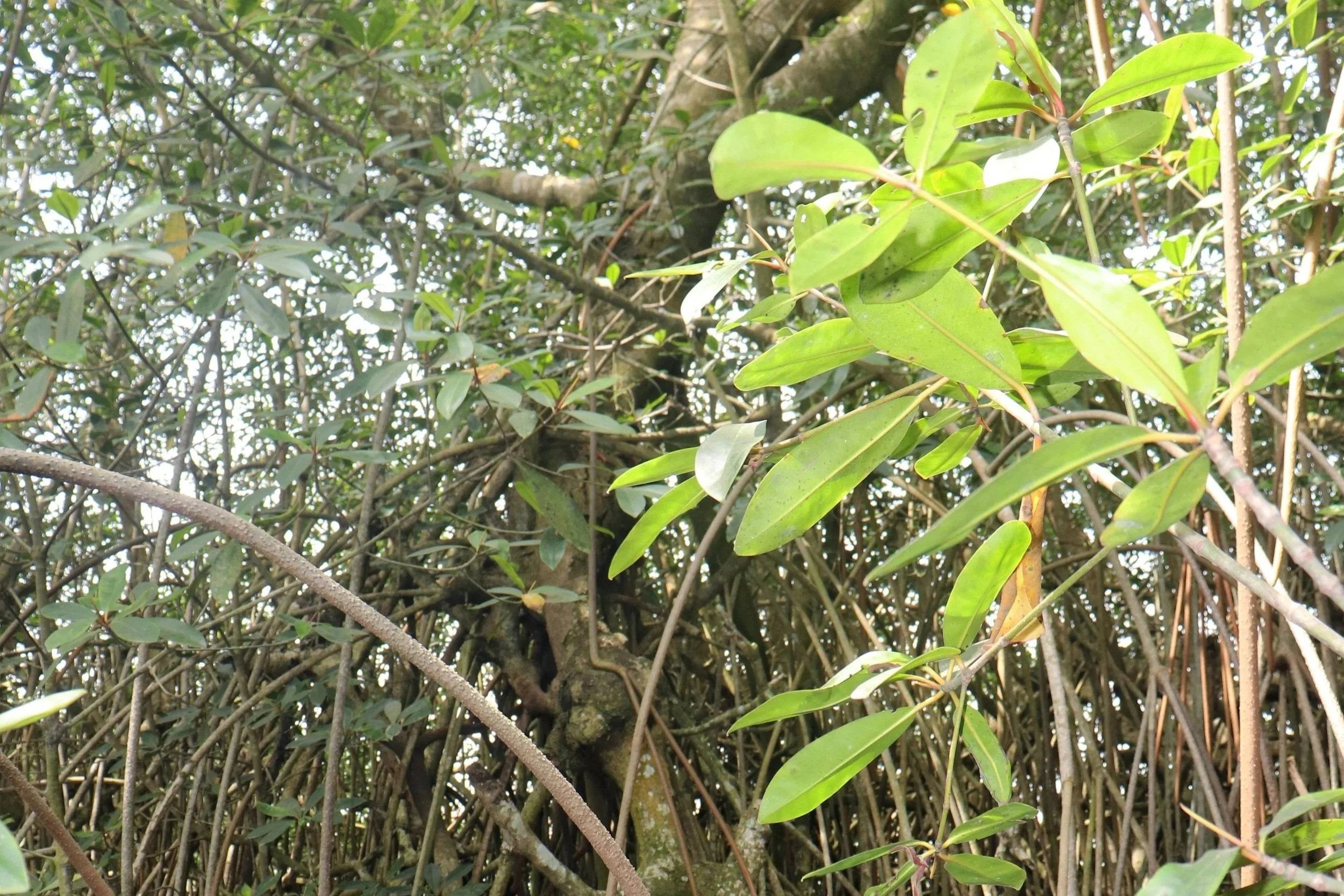 Mangroves in crisis in Côte d'Ivoire