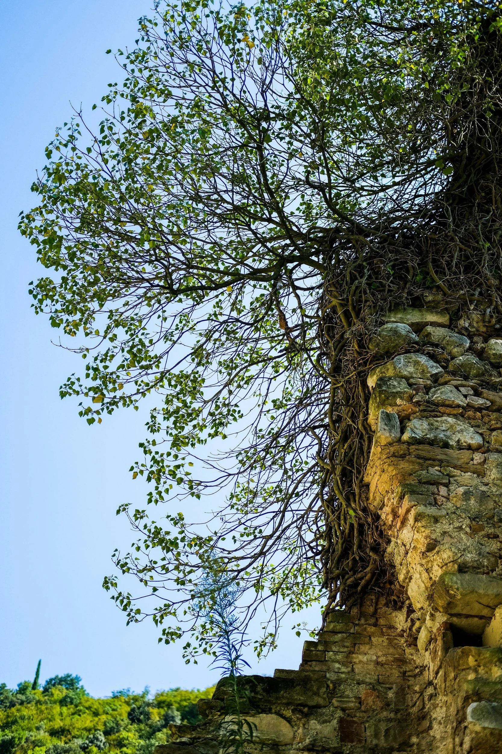 Tree with green leaves growing over an old stone wall under a clear blue sky.