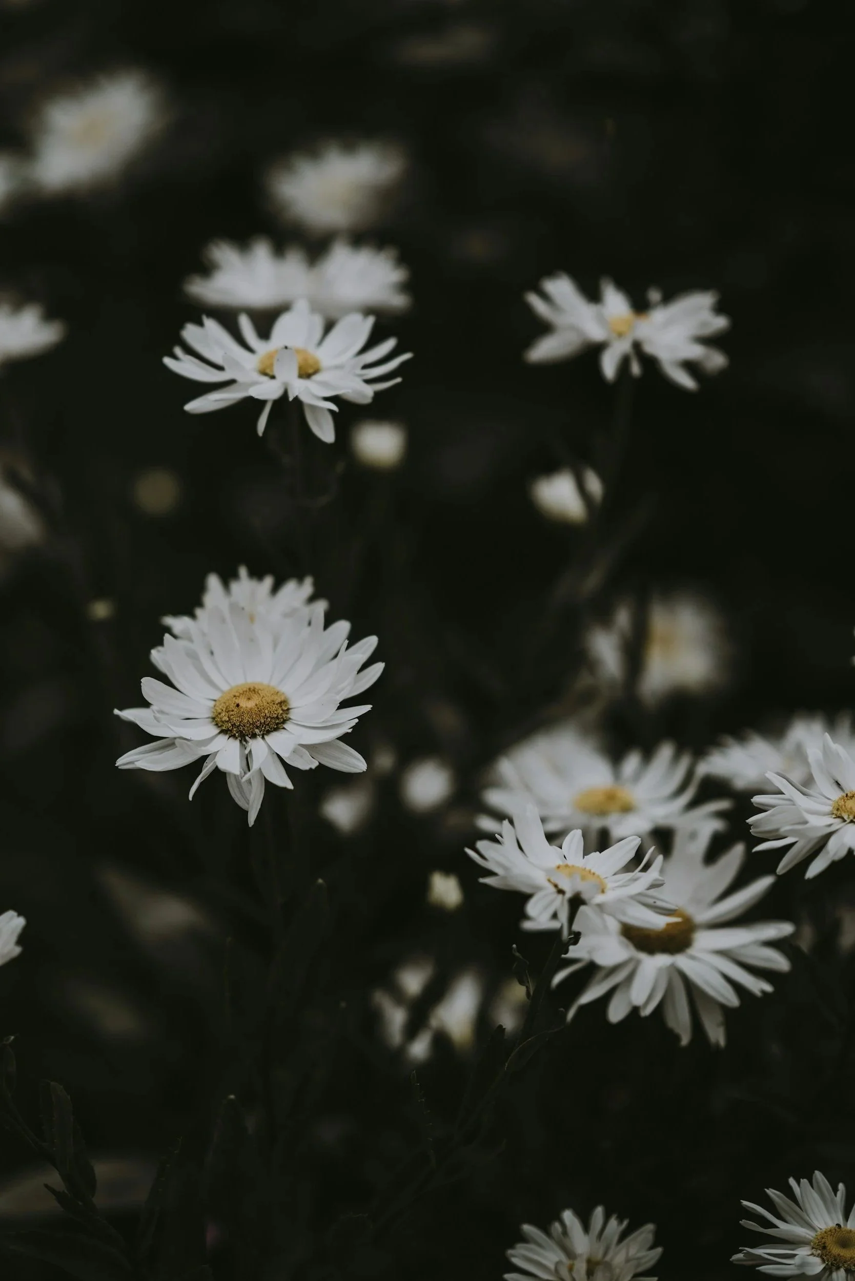 Close-up of white daisies with yellow centers against a dark background.