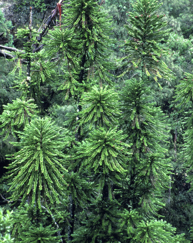 Wollemi Pines, Wollemi National Park