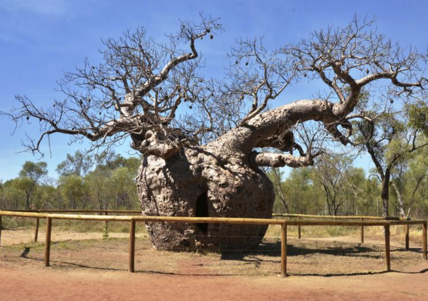 Kunumudj Tree