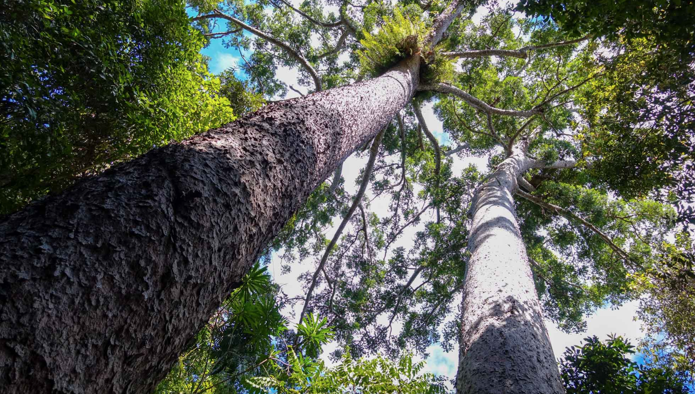 Twin Kauri Pines