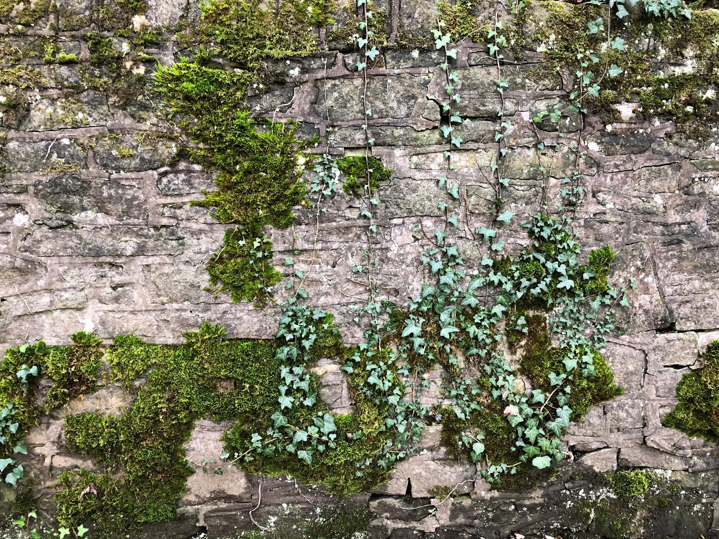 Calm, Cows and Koans