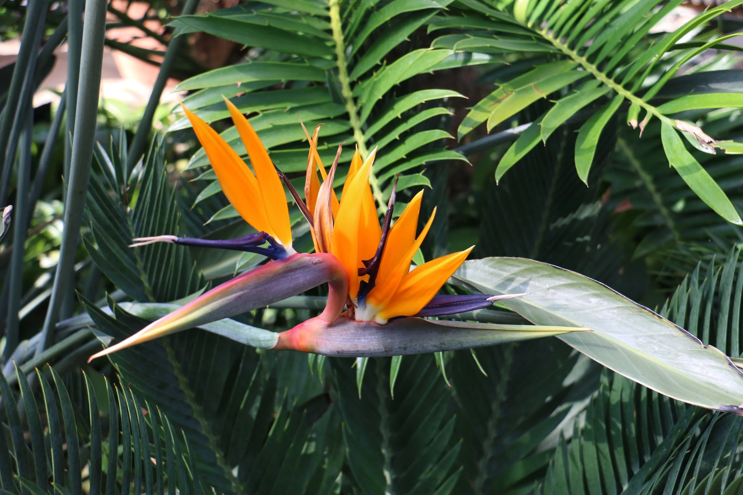 Birds of Prey flower