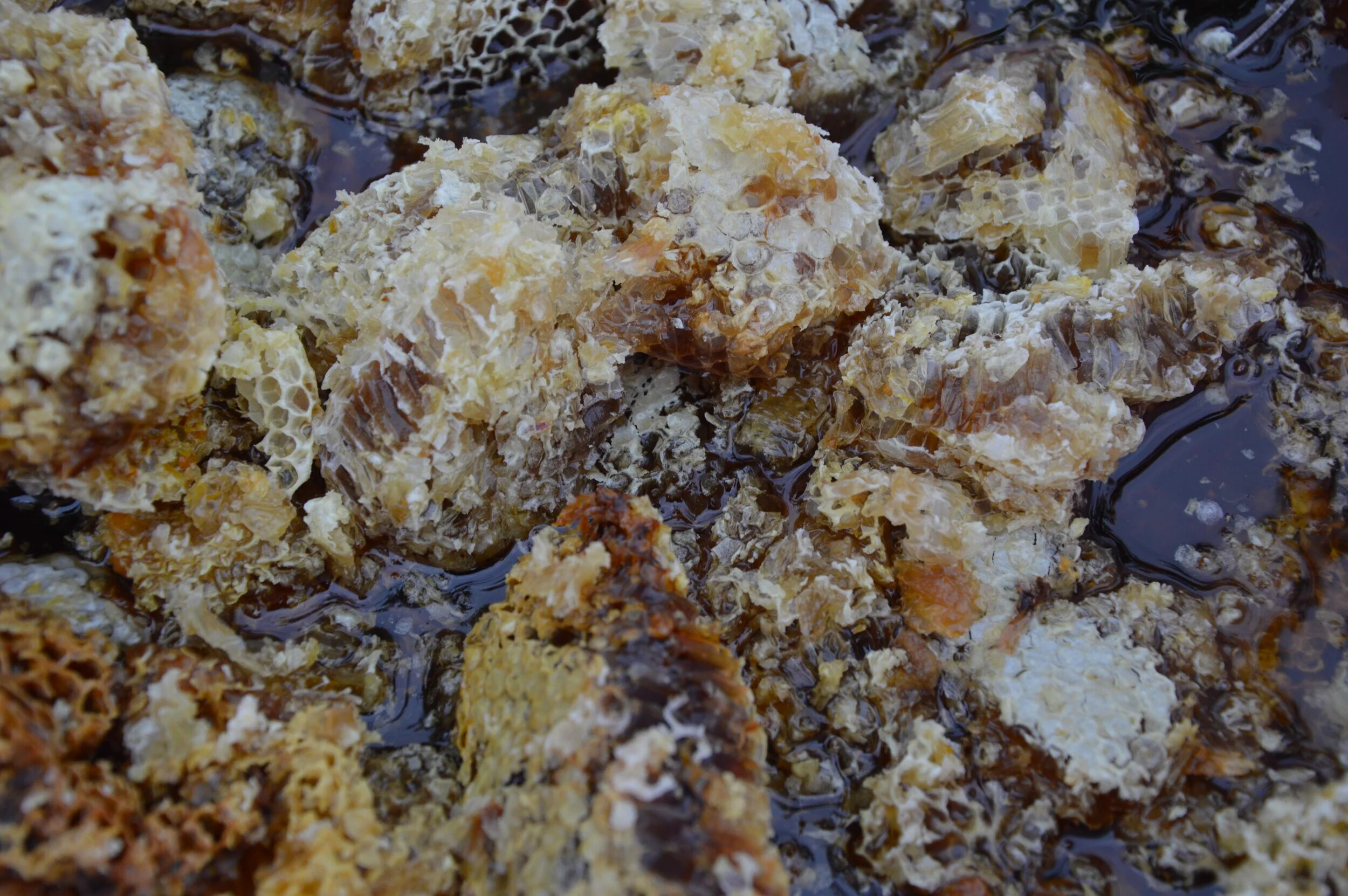 Savegarde des abeilles