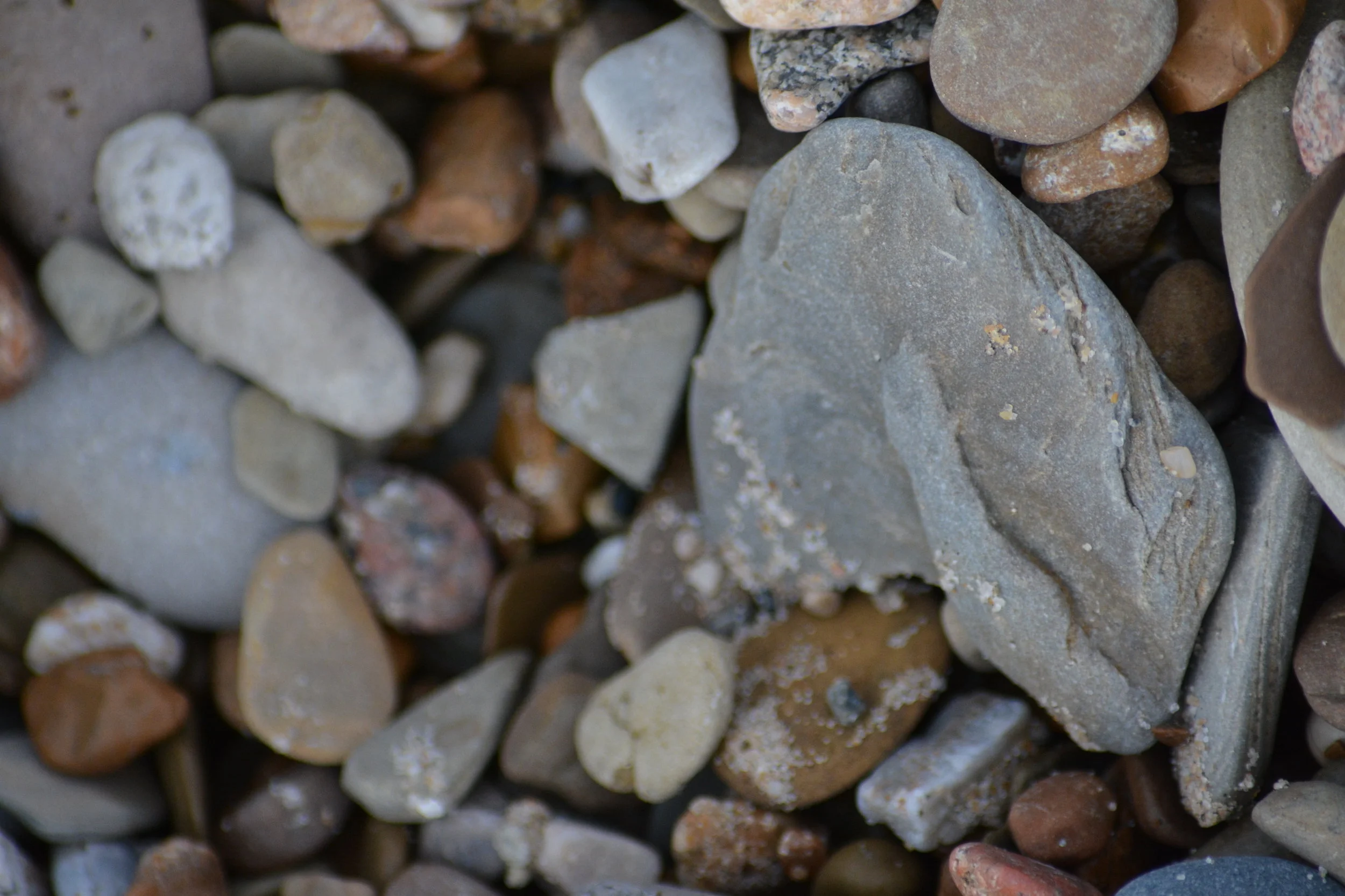 DSC_4459.jpg