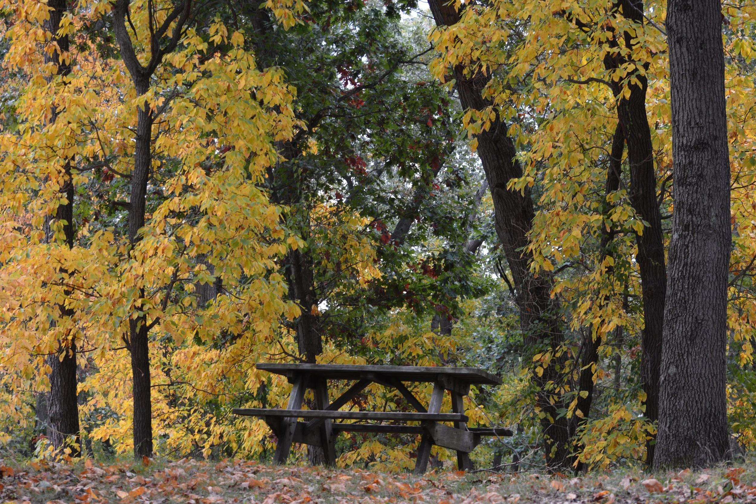 DSC_4932.jpg