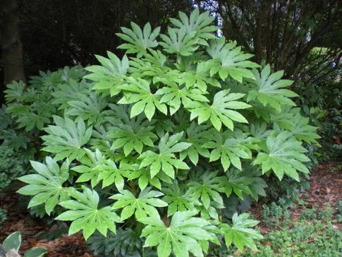 Fatsia
