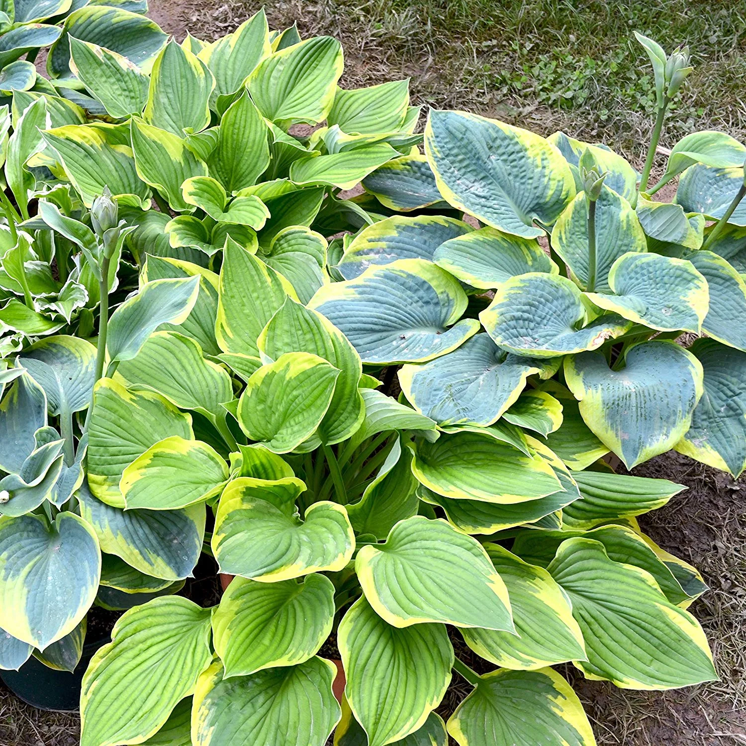Hosta