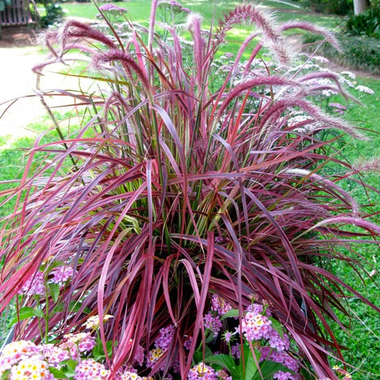 Fireworks Purple Fountain Grass