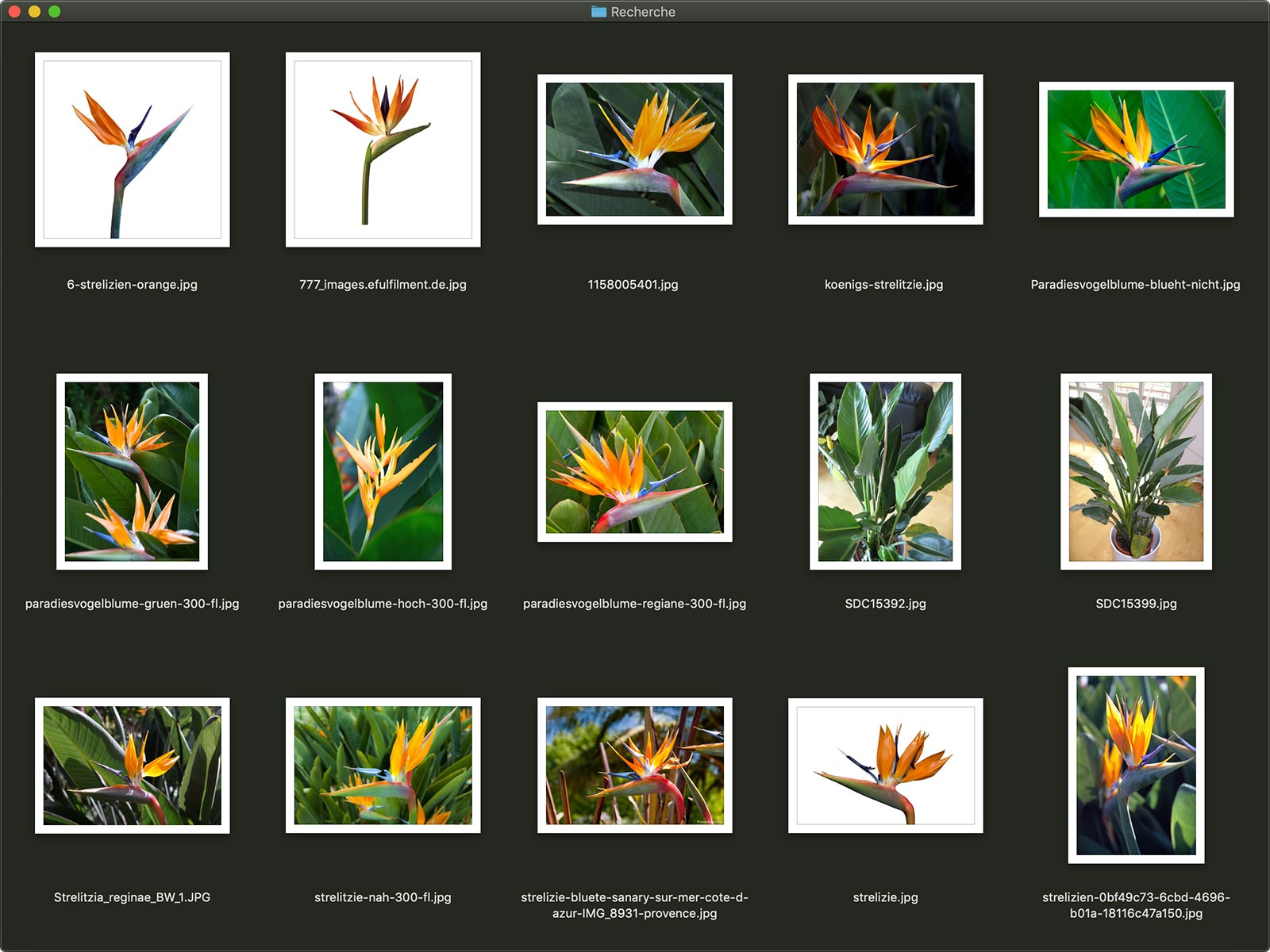 2017-05_KvK_Strelitzia_reginae_01-Research.jpg