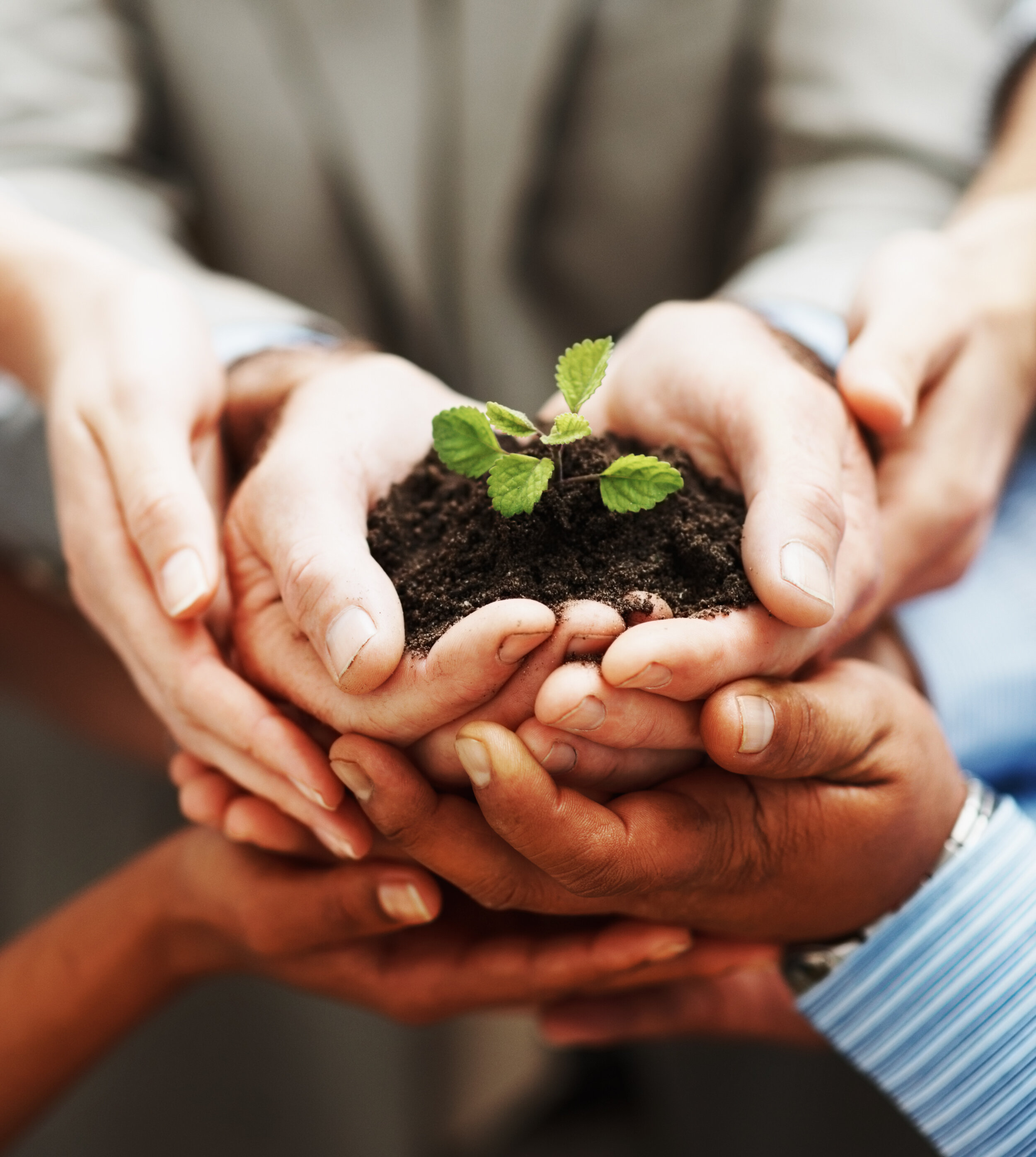 hands  many leaf 46793179.jpg