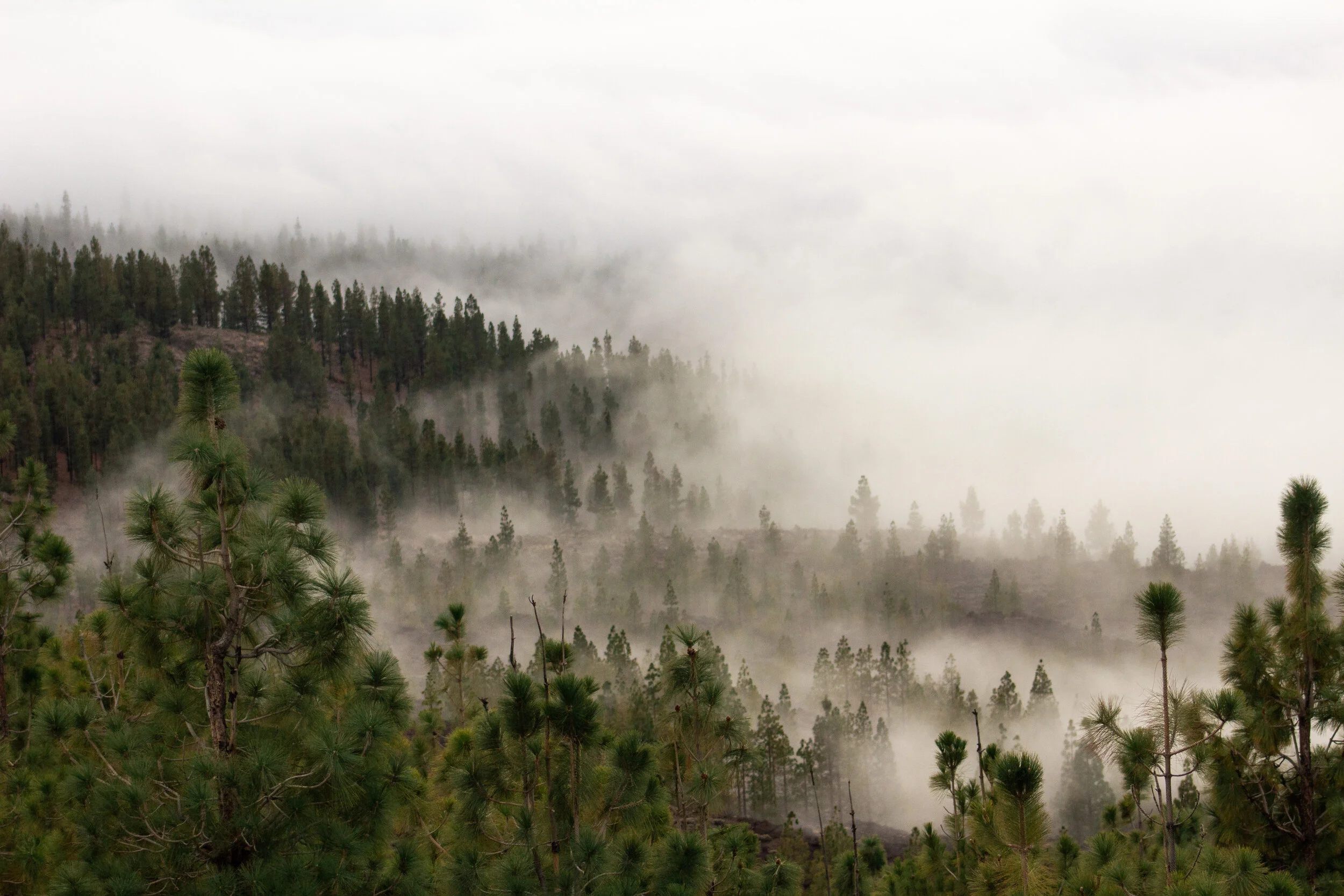Wenn Herz und Verstand sich streiten