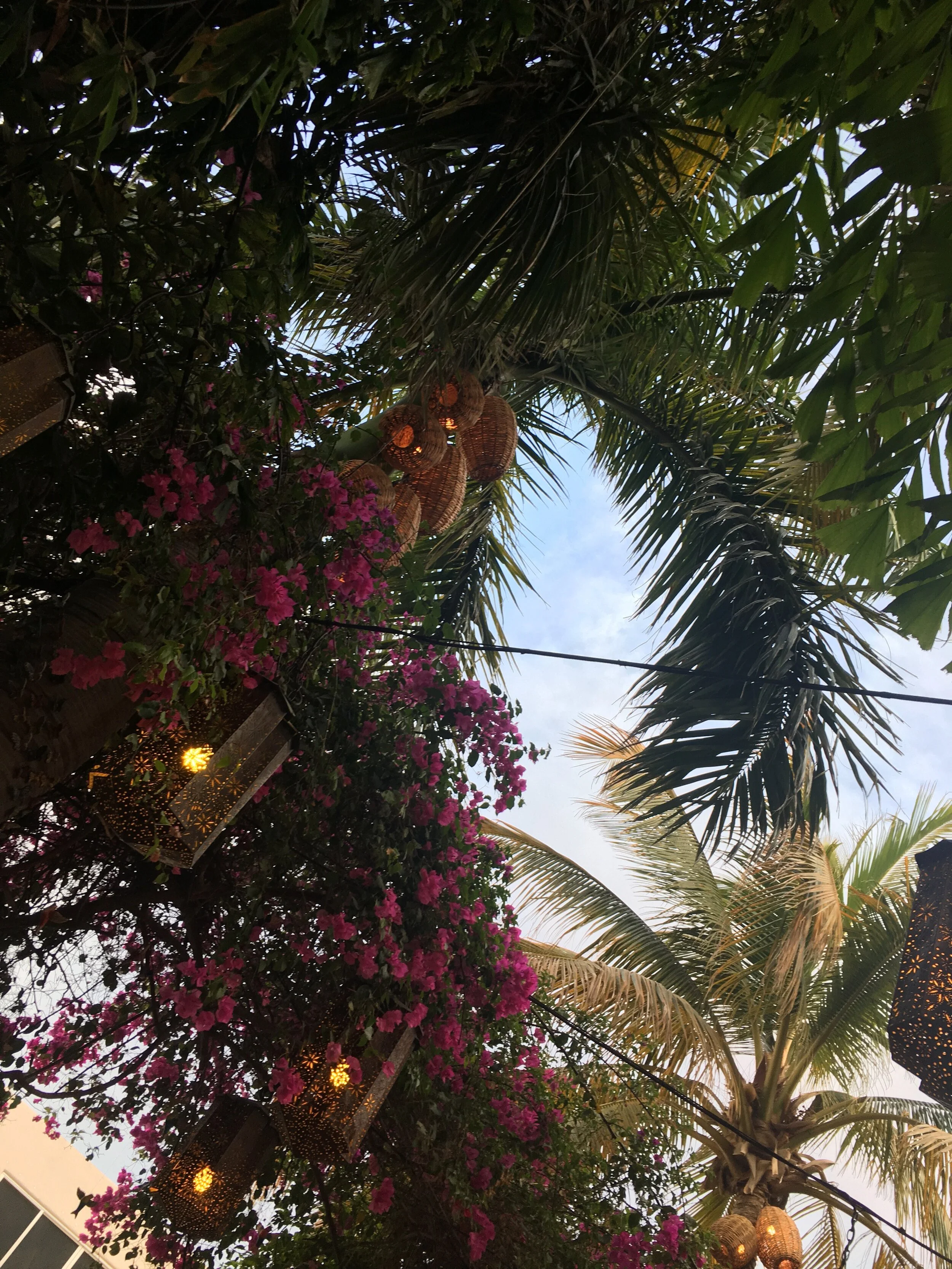 IMG_7968.jpeg