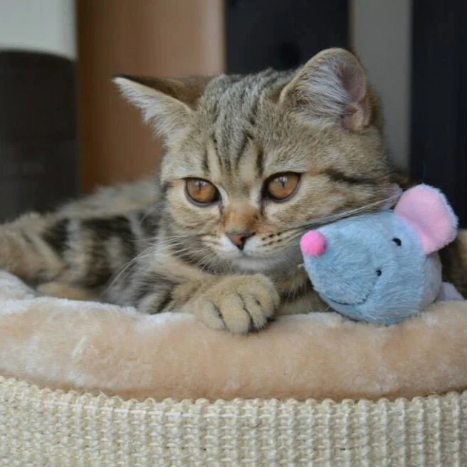 Albafold Cats