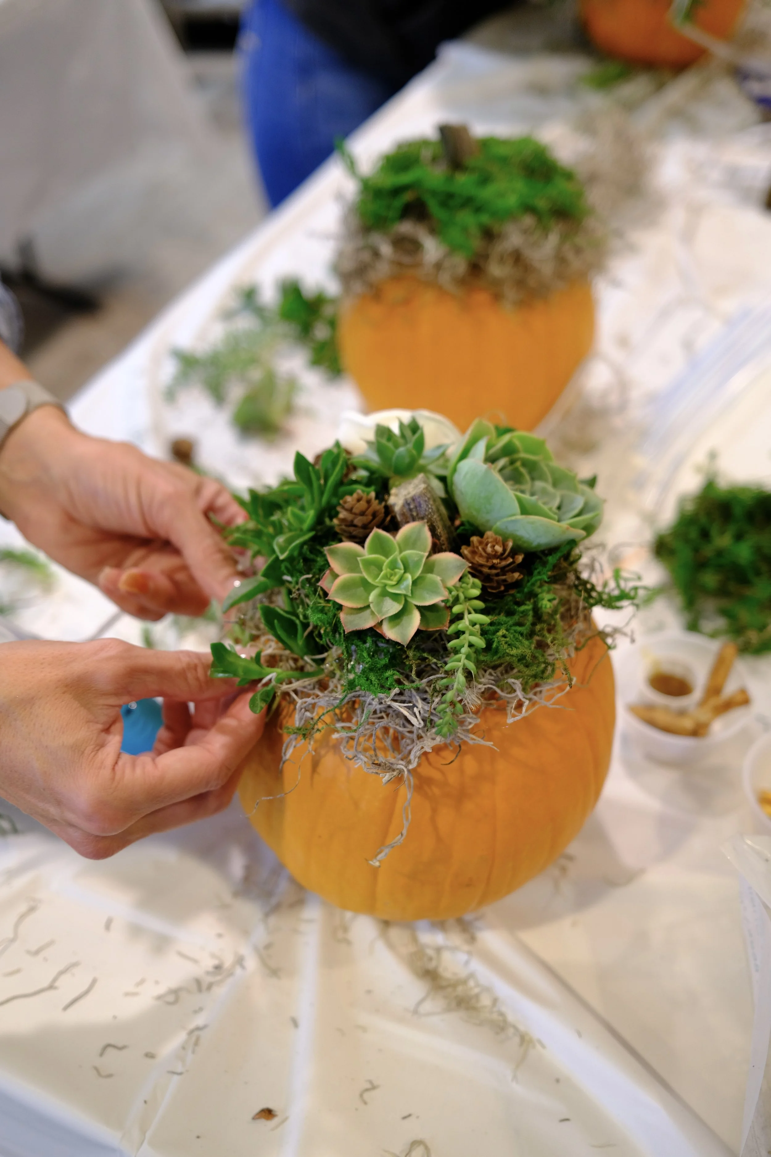 SUCCULENT PUMPKIN — The Carl Johnson Co.