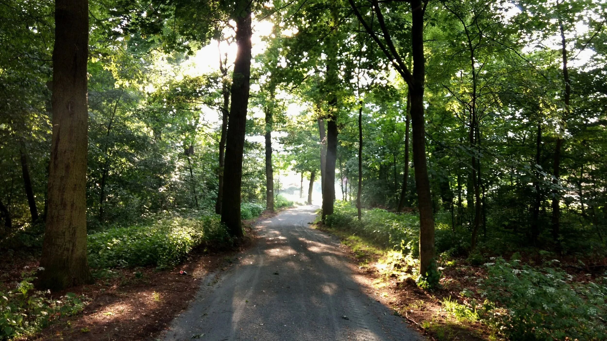 A Walk in the Woods, or: Shindig and the Experiment of Human-Scale Development