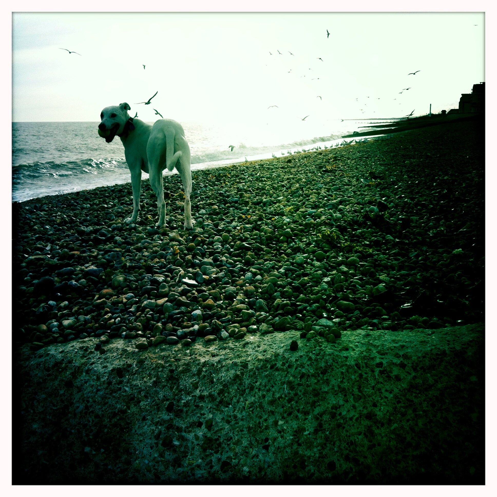Digby, waiting for his human to climb the groyne