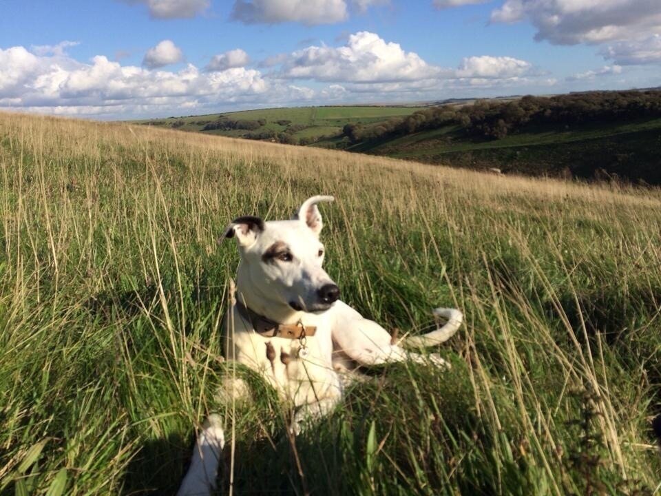 Digby Hiking the South Downs, Sussex