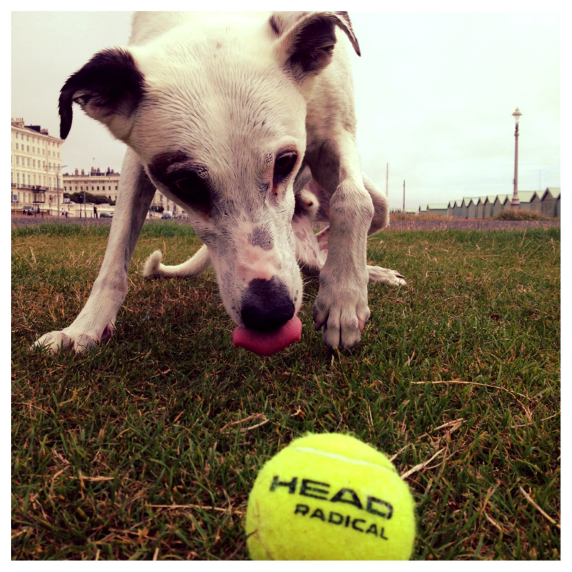 Digby &amp; Emma playing ball