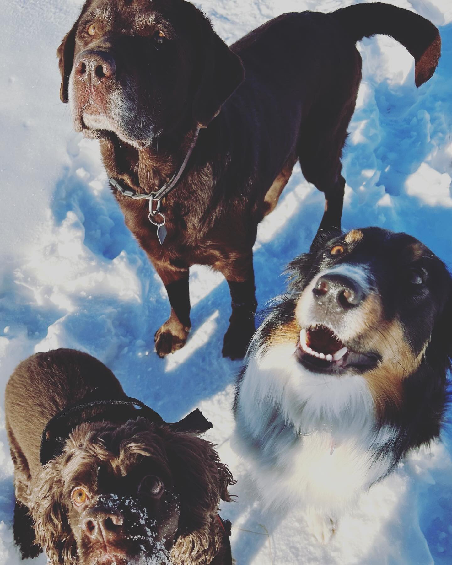 The sweetest peas 
- Meghans Friday Pack
.
.
#digbyandcompany www.digbyandcompany.com #calgarydogwalker #dogsofinstagram #yycdogs #parkdaledogwalker #bordercollie #labrador #cockerspaniel #doodles #yyc