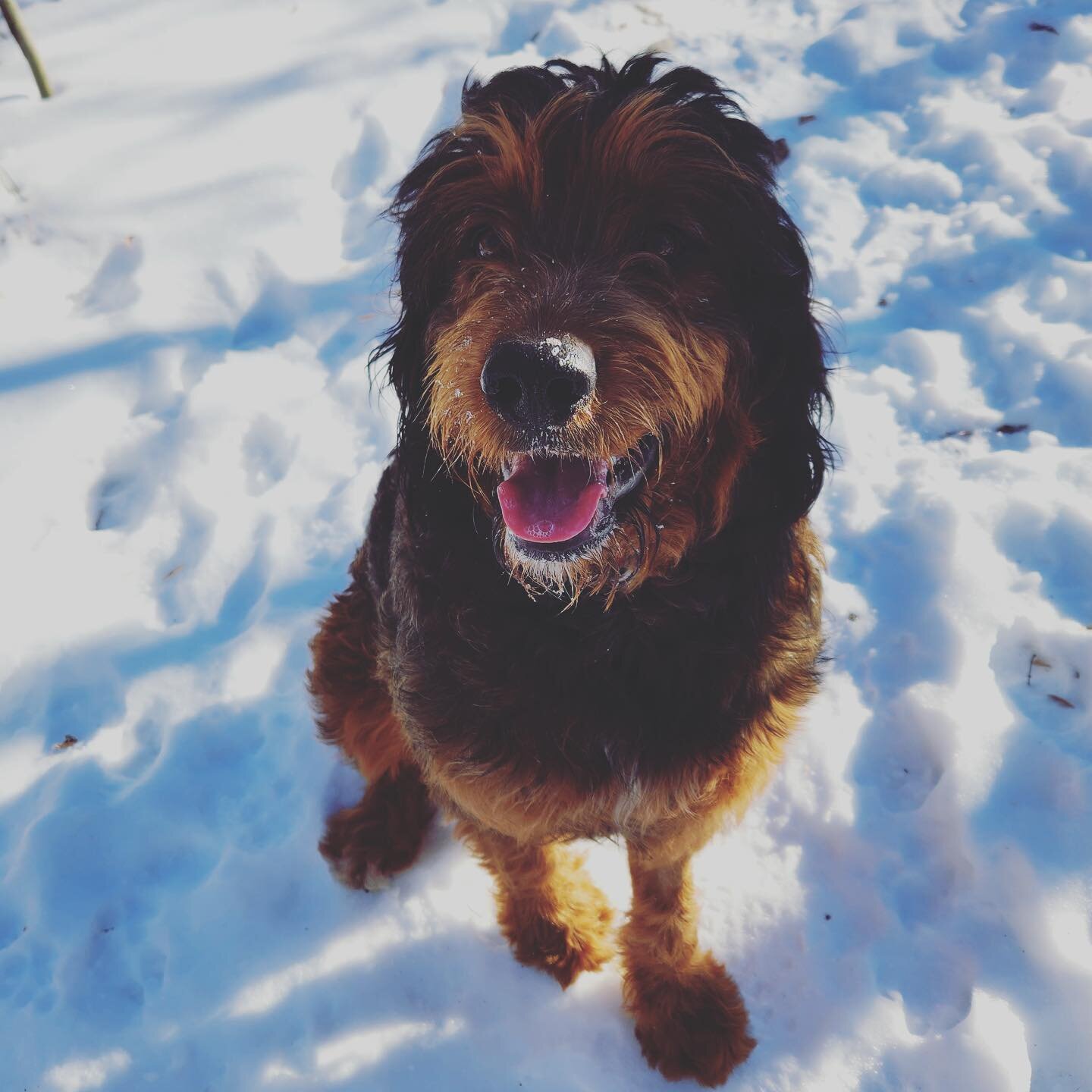 Cutey patooties! 🌟💛
- Ashlieghs Friday Pack 
.
.
#digbyandcompany www.digbyandcompany.com #calgarydogwalker #yycdogs #bernesdoodlesofinstagram #yycbernedoodles #bernesemountaindog #rhodesianridgeback #adventureswithdogs