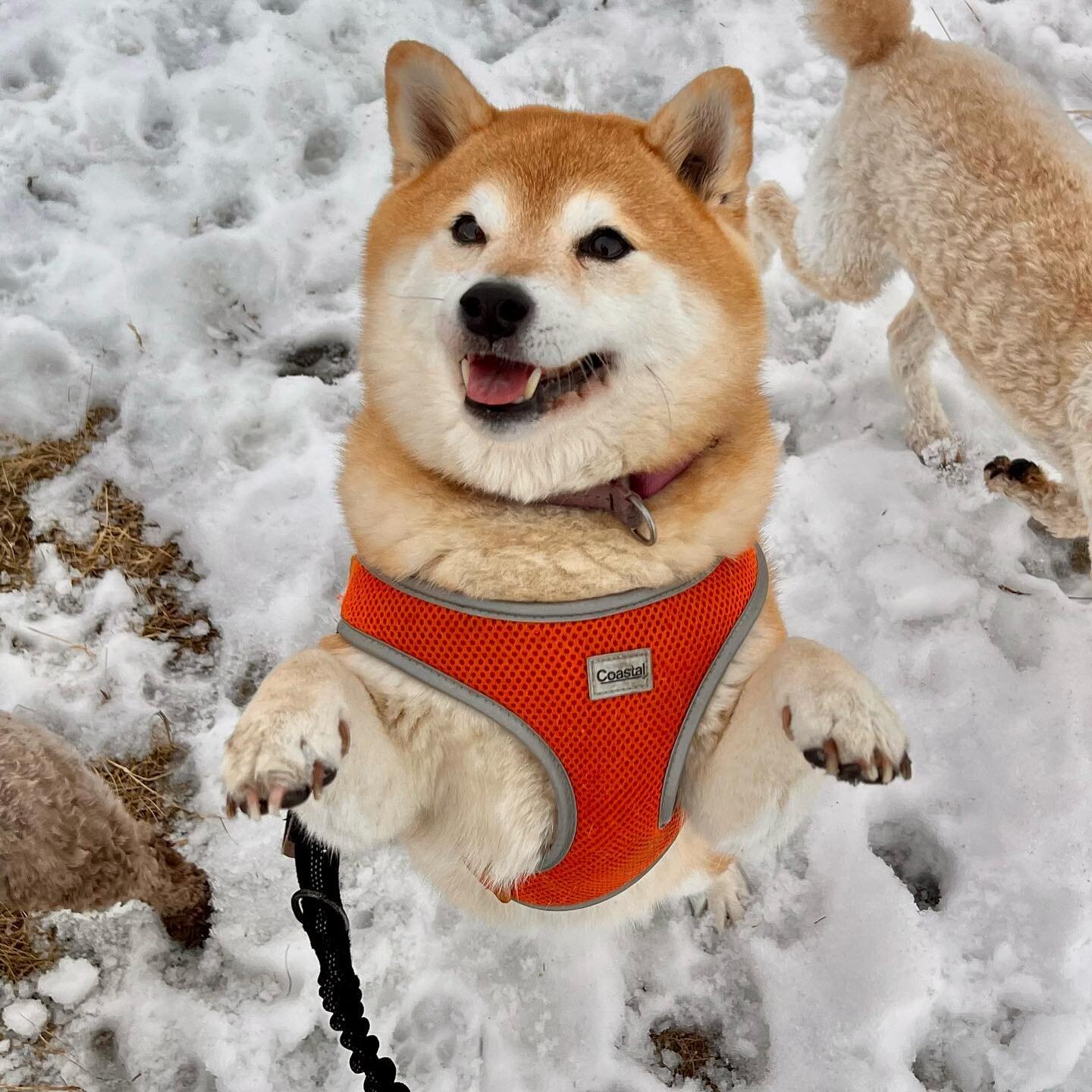 The only sweet Pudding you&rsquo;ll ever need 💛🌟 Boo Bear 🌟💛
.
.
#digbyandcompany www.digbyandcompany.com #calgarydogwalker #yycdogs #happinessisdogshaped #shibainu #shibastagram #yycdog #dogsofinstagram #calgarydogstagram #yycshiba