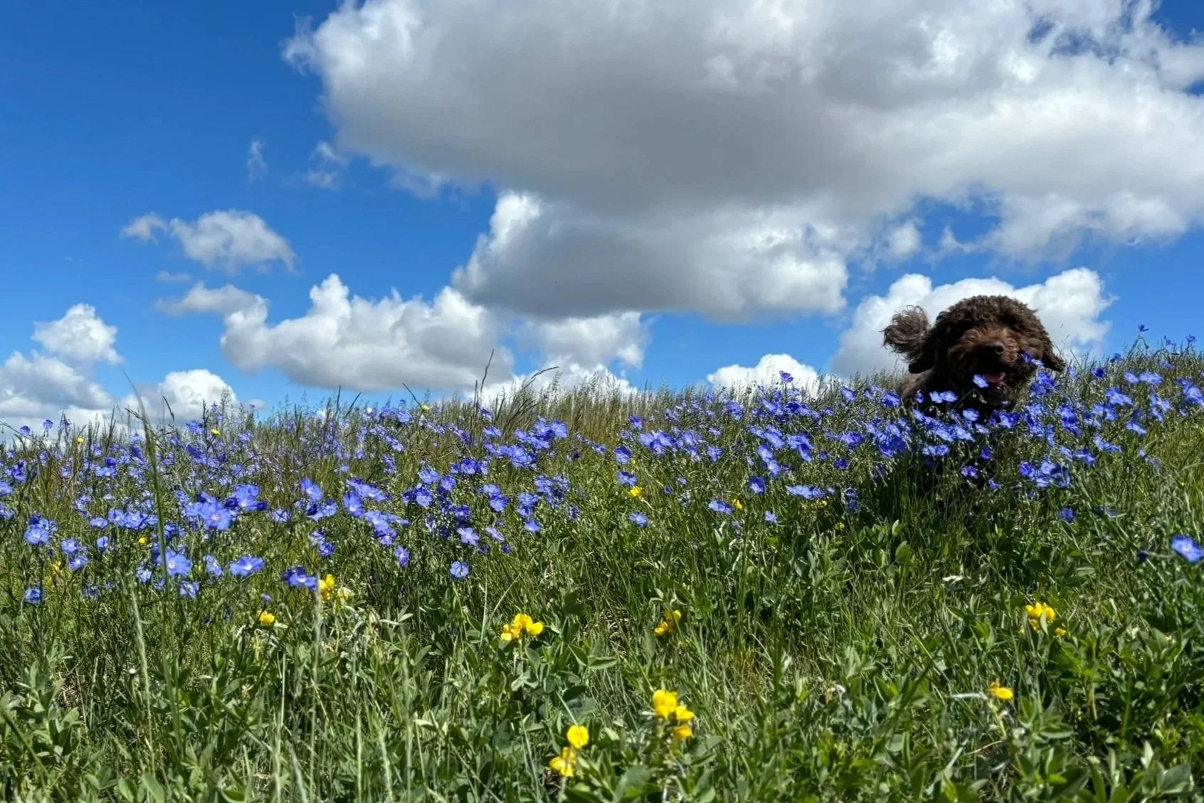 A brown dog happily running through blue wildflowers