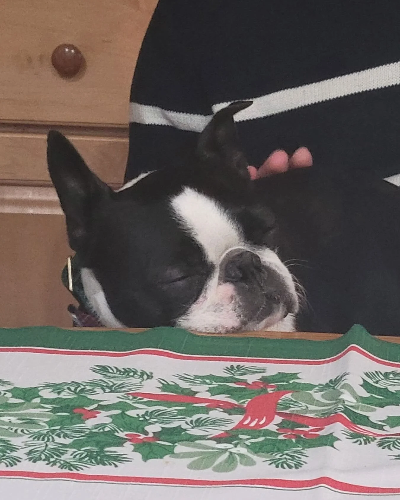 #toomuchturkey #bostonterrier