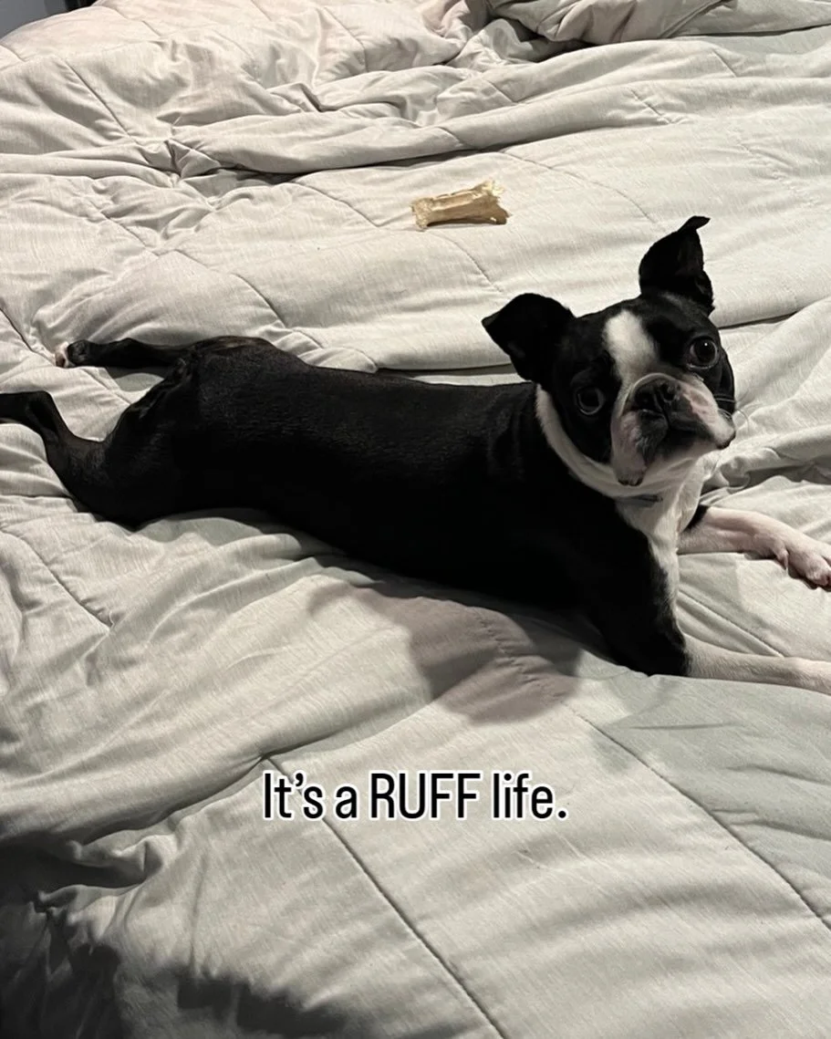 Hopefully making people smile with terrible puns. #bostonterrier #janine