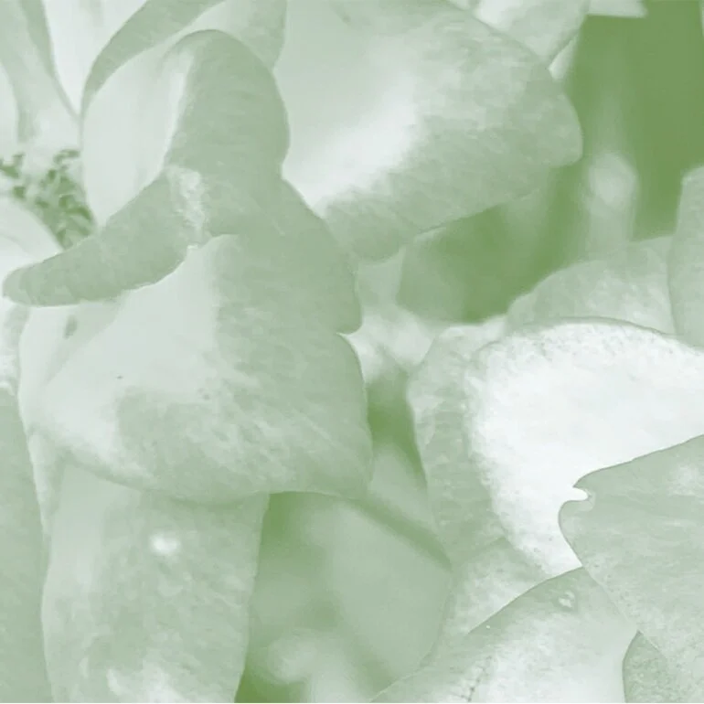 small pink flowers.png