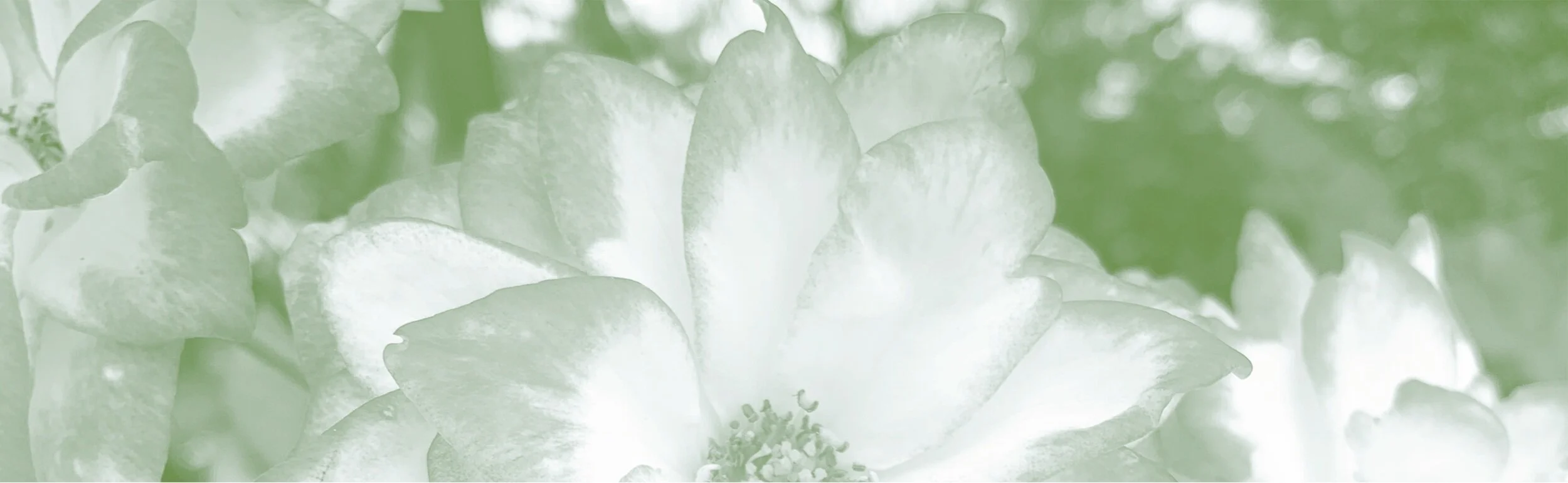 small pink flowers.png