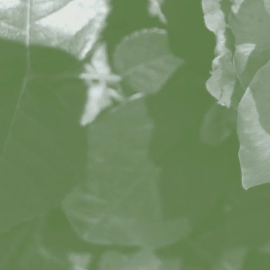 Body Scan (30-minutes)