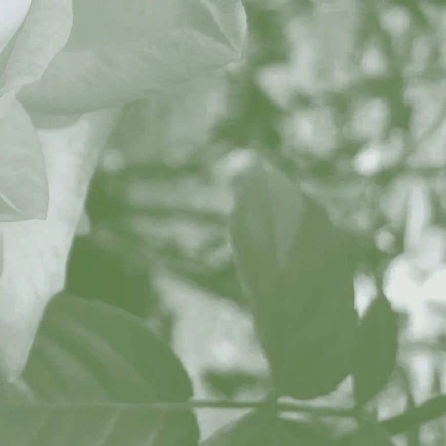 Sitting Meditation (15-minutes)