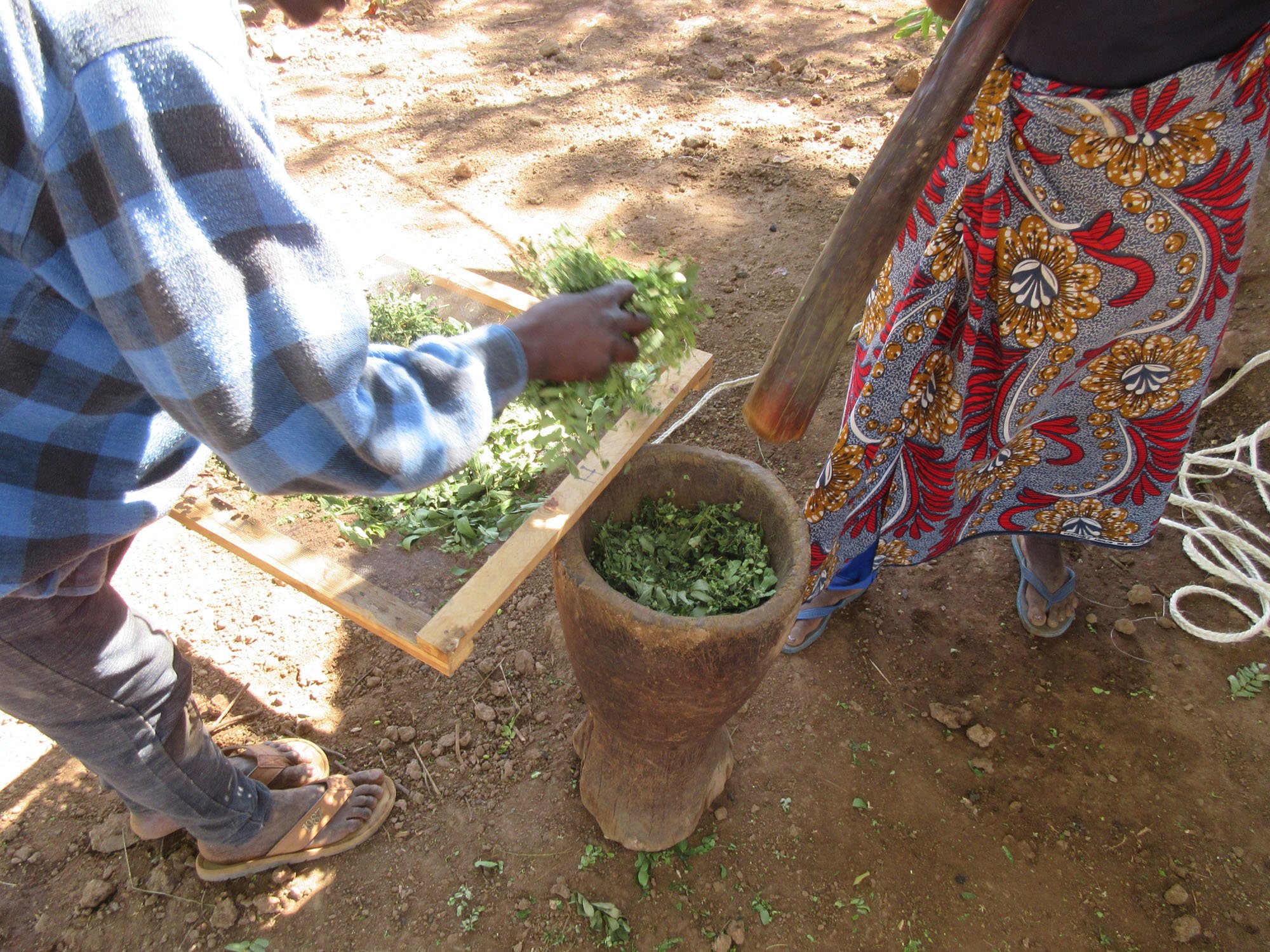 moringa-3.JPG
