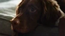 Pet Smart | Blue Wilderness
