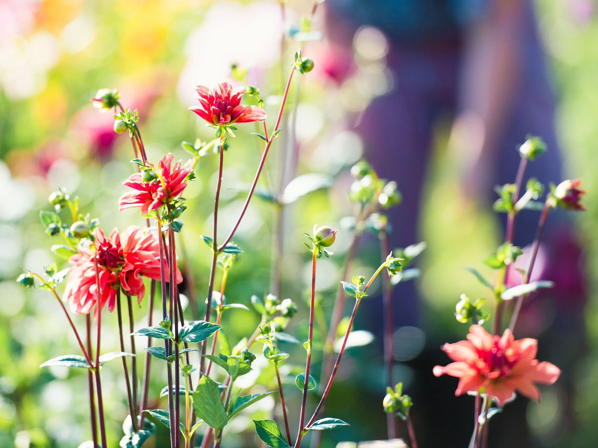 LS_FLowersJo_260822_003-1.jpg